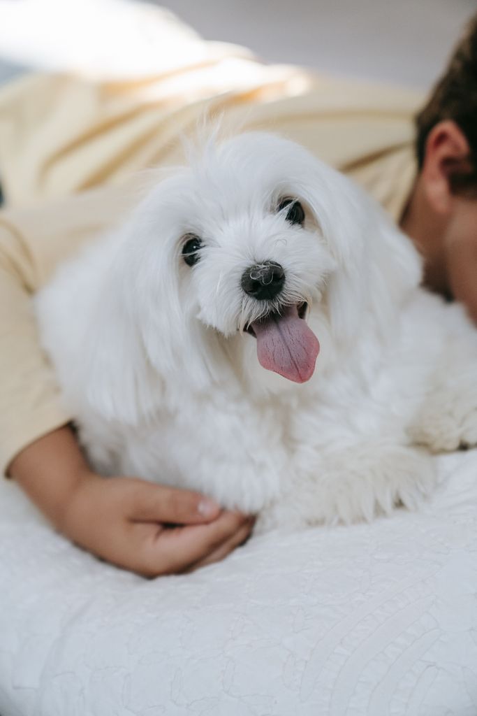 Adorable child with fluffy white dog indoors, showcasing togetherness and love.